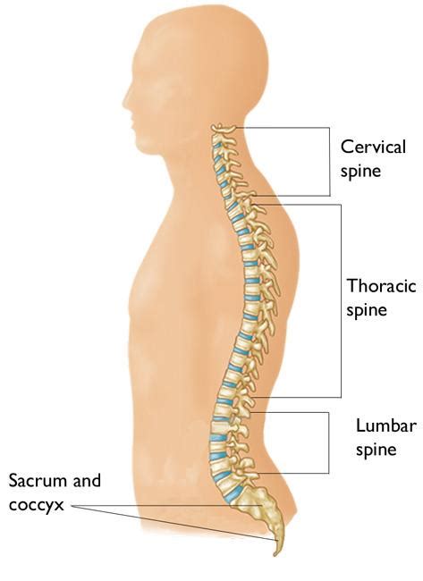 Cervical Radiculopathy (Pinched Nerve) - OrthoInfo - AAOS (2022)