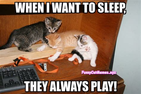 This Is How Brothers Are! - Funny Kitten MEME