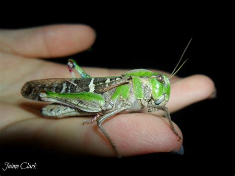 Through Glass Eyes: Old-Green-Grasshopper