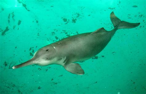 Free Amazon River Dolphin Wallpaper - Animals Town