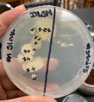 Bacterial Growth Lab Activity by The Plant Ecologist | TPT