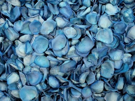 Petal Garden - Freeze Dried Petals - Blue