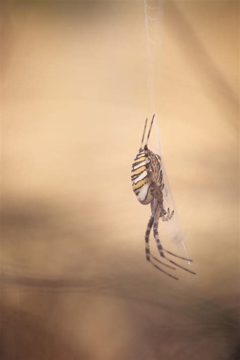 The Profile Of A Wasp Spider Photograph by Magnus Renmyr - Fine Art America