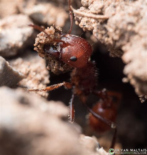 Red Harvester Ant Insect Macro Photos