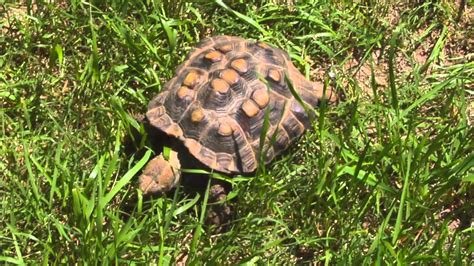 Fun Fact Friday: Texas Tortoise - YouTube