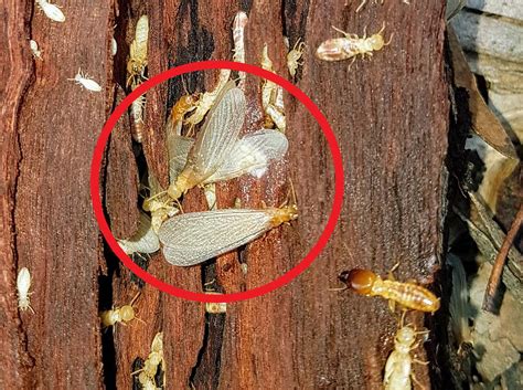 Flying Termites in Melbourne: A Guide | Termite Specialists