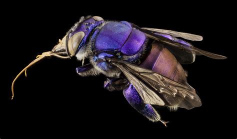 A Male Purple Orchid Bee from Guyana by Sam Droege [5488 x 3230] x-post /r/HI_Res : r/AnimalPorn