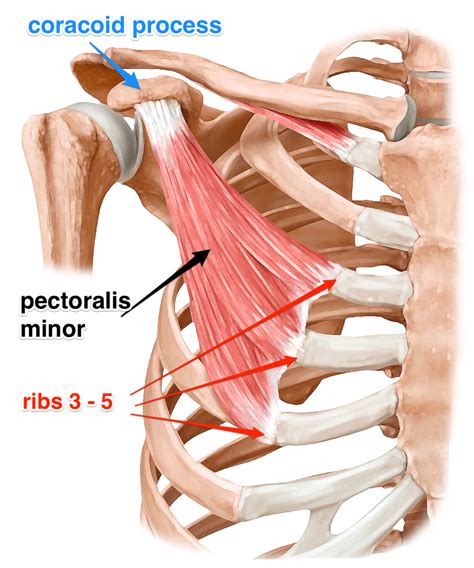 The Pectoralis Minor is the Muscle of the Month at Yoganatomy.com ...