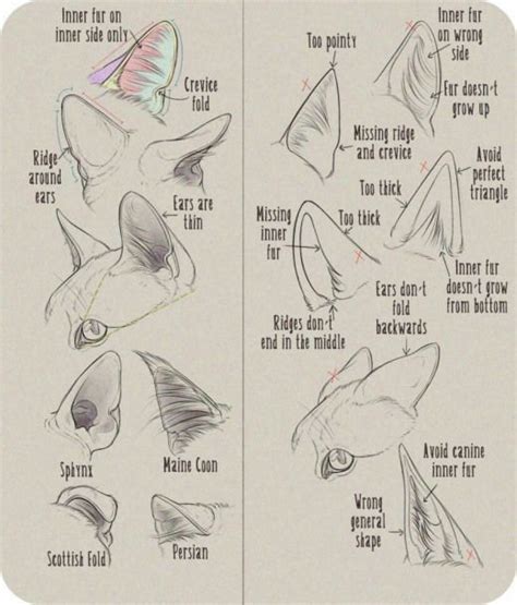 Cat ears #cat #cat #sketch | Cat drawing tutorial, Cat face drawing, Cat anatomy