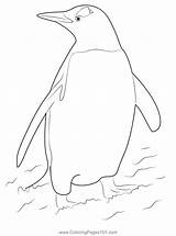 Gentoo Penguin Coloring Page For Kids  Free Penguins Printable sketch template