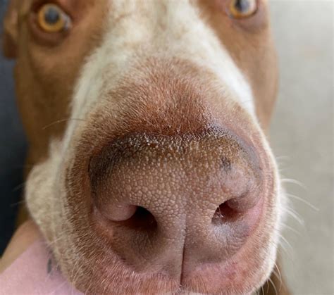 What does it mean when a dog’s nose changes color – The Meaning Of Color