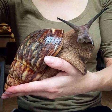 The world's largest snail can be as long as a human arm, surprising viewers