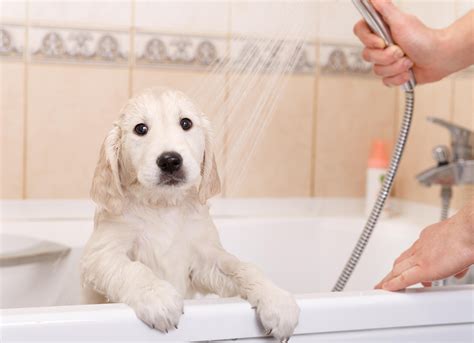 Dog Shower Head: Why You Need One to Make Bathing Your Pet Easier – The ...