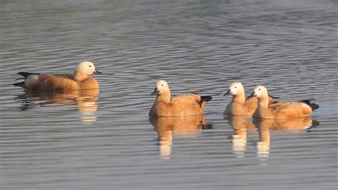 Managing migratory birds, boating and trekking part of WWF’s Sukhna plan - Hindustan Times