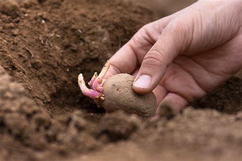 How to grow your own potatoes in 7 simple steps - BT