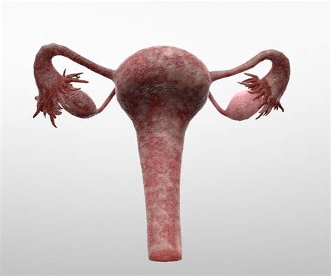 3D model Female Reproductive System | CGTrader