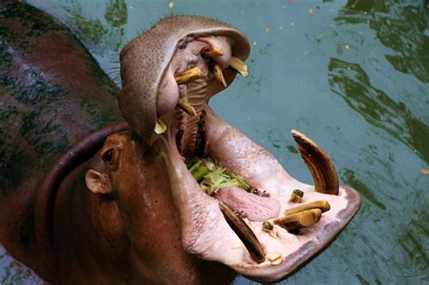 Premium Photo | Hippopotamuses showing huge jaw and teeth waiting for feeding in the zoo