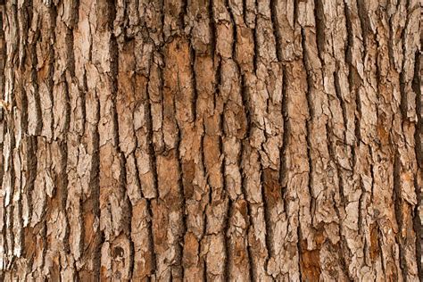 Tree Trunk Texture Stock Photos, Pictures & Royalty-Free Images - iStock