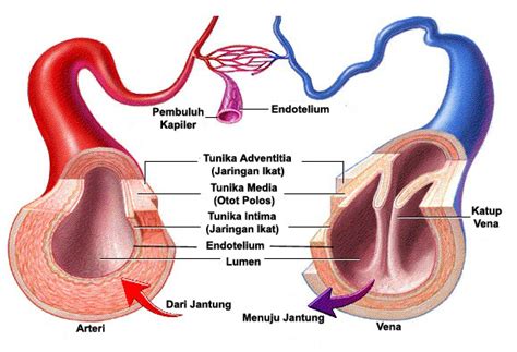 Alat Peredaran Darah (Jantung, Pembuluh Darah, Arteri, Vena, & Kapiler)