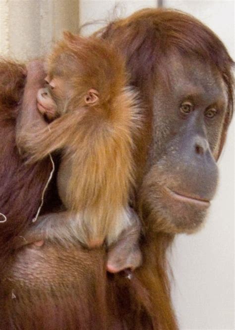 Primates, Cute Baby Animals, Animals And Pets, Funny Animals, Strange ...