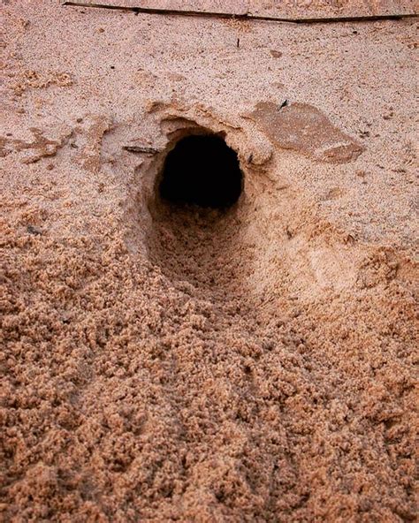 A Merriam's kangaroo rat burrow from West Texas. Diameter … | Flickr
