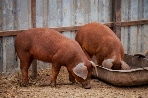 A Guide to Drought-Resilient Farm Animals - Modern Farmer