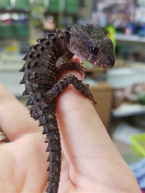 Crocodile Skink : r/aww