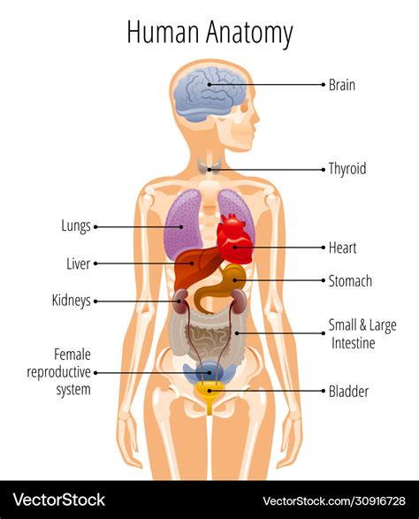Human body anatomy woman internal organ Royalty Free Vector