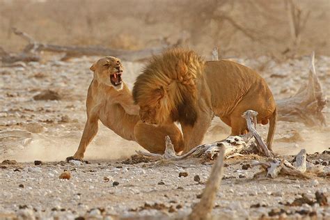 Mating Lions having a conflict of interest Photograph by MaryJane Sesto - Pixels