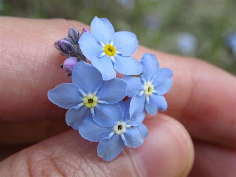 Free download | HD wallpaper: forget-me-not, flowers, blue, hand, fingers, human hand, human ...