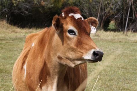 Jersey Cows: Breed Profile, Facts and Photos