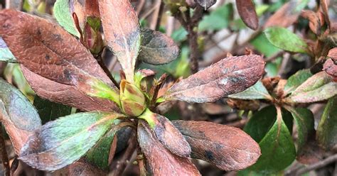 How to Care for Winter-Damaged Azaleas | Encore Azalea Azaleas Care, Azalea Bush, Healthy ...