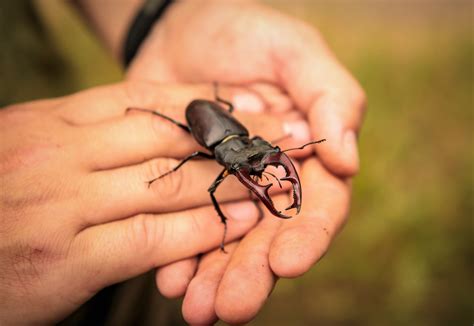 Stag Beetle Insect