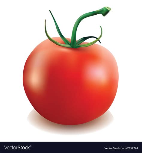 Tomato Royalty Free Vector Image - VectorStock