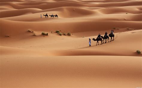 Desert Camel Wallpapers - Wallpaper Cave