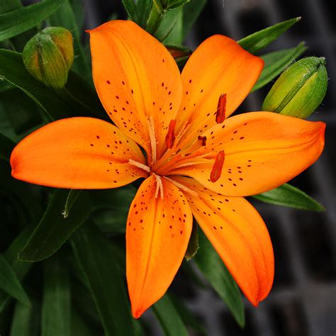 List 94+ Pictures Pictures Of Lily Plants Stunning