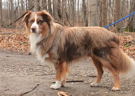 Tail Talk: Exploring the Intriguing World of Australian Shepherd Tails