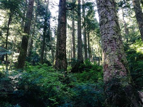 Hiking through the thick coastal forests of the Pacific Northwest ...