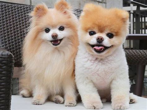 World’s Cutest Dog Boo the Pomeranian dies of ‘heartbreak’ | news.com.au — Australia’s leading ...
