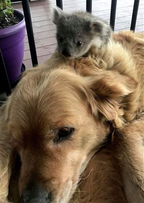 Koala Bear Baby In Pouch