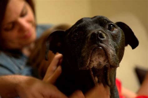 HBO’s new story on Michael Vick’s dogs is both uplifting and ...