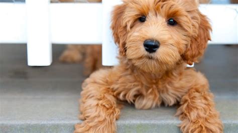 Types of doodle dogs | poodleparent