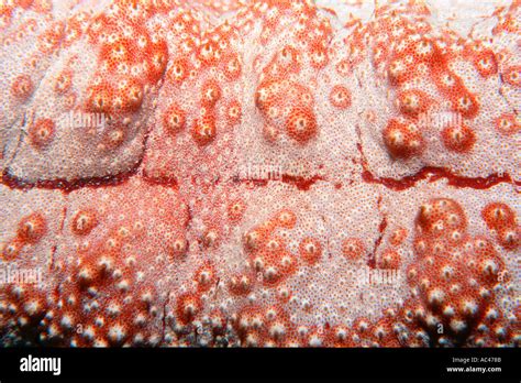 Giant sea cucumber Thelenota anax Ailinginae Marshall Islands N Pacific Stock Photo - Alamy
