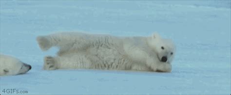 polar bears polar bear gif | WiffleGif
