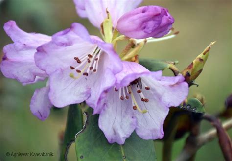 This One-day Trek Through Sikkims Rhododendron Sanctuary Is Full Of Surprises - Tripoto