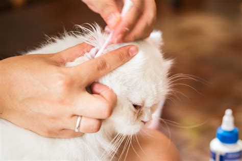 Natural Way To Get Rid Of Ear Mites In Cats | peacecommission.kdsg.gov.ng