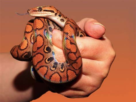 5 Best Tips For Keeping a Colombian Rainbow Boa Constrictor as a Pet - Reptile District