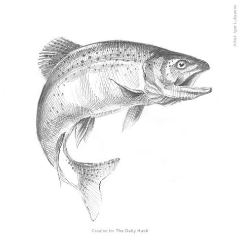 Fish Pencil Drawing | | Fish drawings, Fish, Small fish tattoos