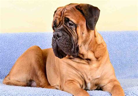 Are Bullmastiff Puppies Ofa Certified