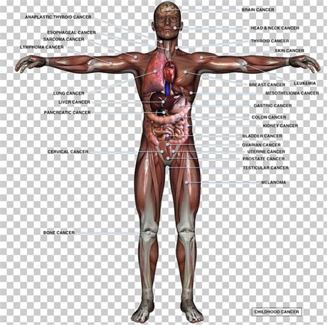 Male Anatomy Diagram Full Body - Labeled Anatomy Chart Of Full Body ...